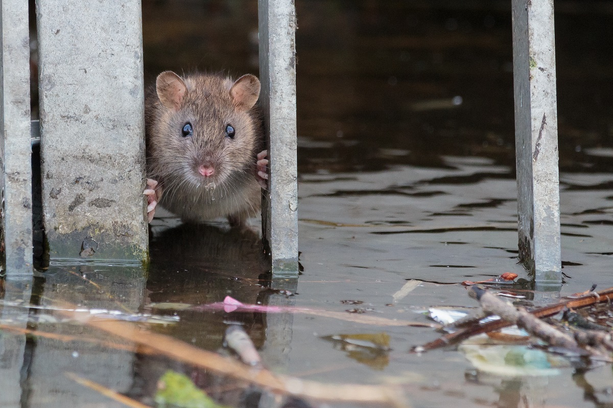 Sergamumas leptospiroze po potvynių